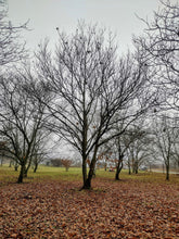 'Bob Stehli's Hiram Orchard Select' Chestnut Seeds