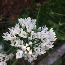 'Hun Ken' Fragrant Flowered Garlic