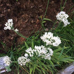 'Hun Ken' Fragrant Flowered Garlic