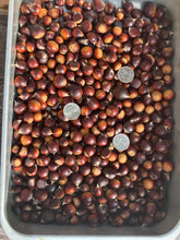 Hybrid Chinquapin Chestnut Seeds