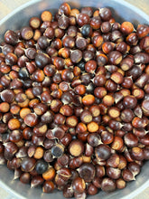 Hybrid Chinquapin Chestnut Seeds