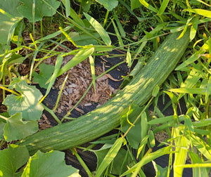 'Facussa' Chate Melon