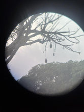 Crucian Baobab