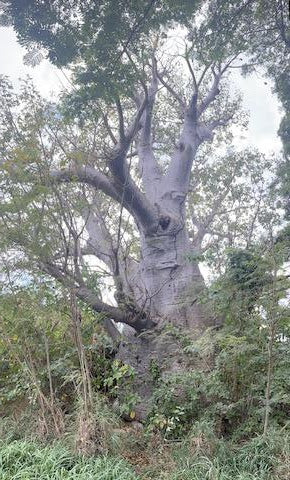 Crucian Baobab – Experimental Farm Network Seed Store