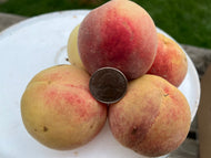 'Iowa White' Peach