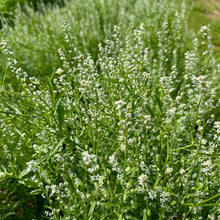 'Iraqi Rashad' Garden Cress