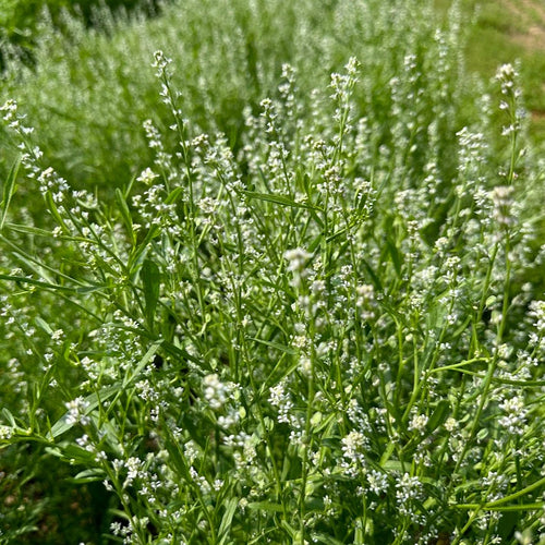 'Iraqi Rashad' Garden Cress