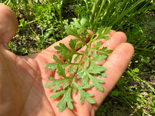 'Iraqi Rashad' Garden Cress