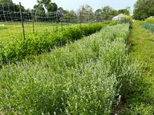 'Iraqi Rashad' Garden Cress