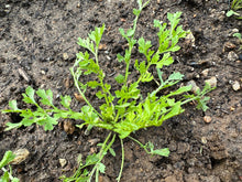 'Iraqi Rashad' Garden Cress