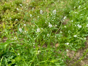 'Iraqi Rashad' Garden Cress