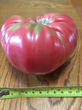 'Jake's German' Tomato