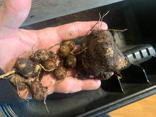 Jerusalem Sage Tubers