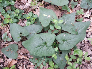 Jerusalem Sage Tubers