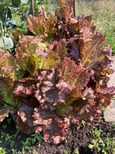 'Jimmy's German Red Tipped' Leaf Lettuce