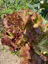 'Jimmy's German Red Tipped' Leaf Lettuce