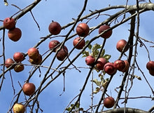 'Kelly Renee' Apple