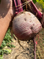'Laboo' Beet (Iran)