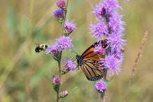 Button Blazing Star