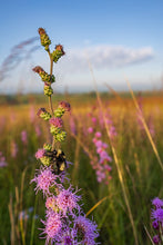 Button Blazing Star