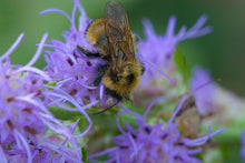 Button Blazing Star