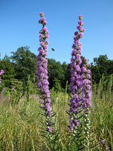 Button Blazing Star