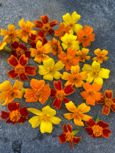Little Gem Marigold Mix (Signet Marigold)