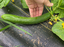 Long Cucumber Grex