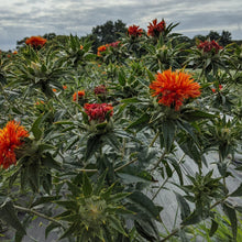 'Lorenzo Trussoni' Safflower