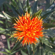 'Lorenzo Trussoni' Safflower