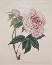 Tree Peony (Moutan Peony)
