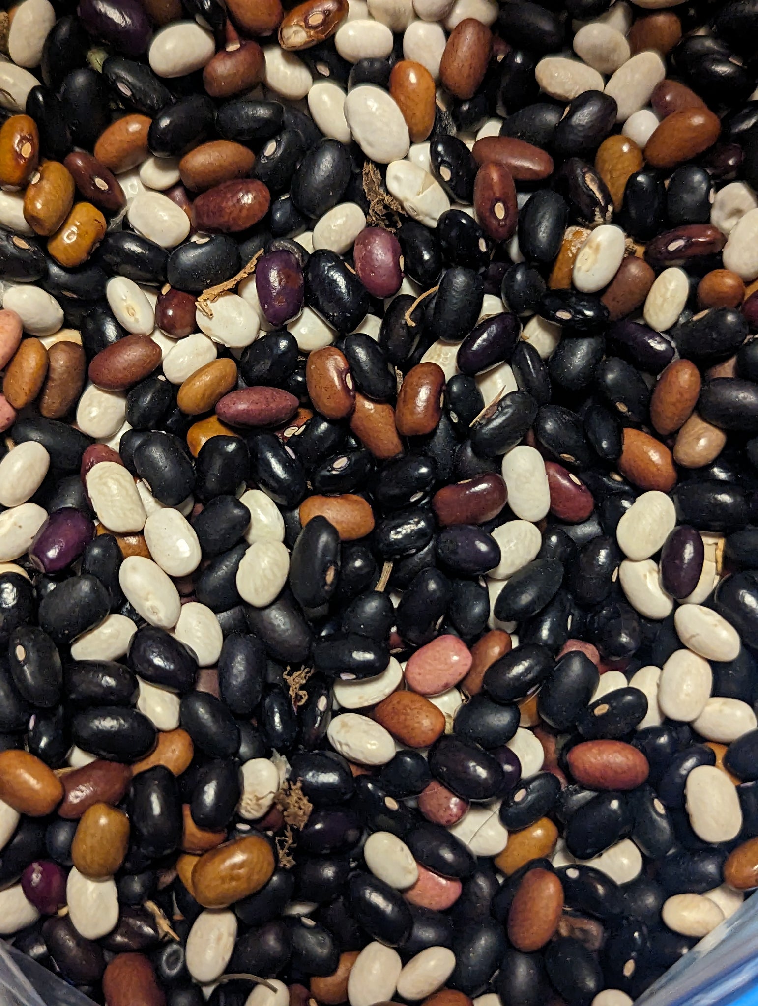 Experimental Farm Network Maggie x Provider Bush Bean Breeding Mix