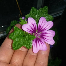 High Mountain Mallow