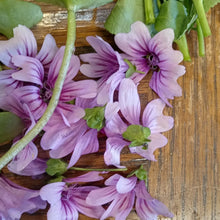 High Mountain Mallow