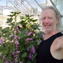 High Mountain Mallow