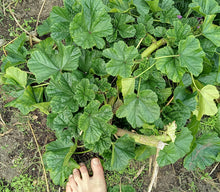 High Mountain Mallow