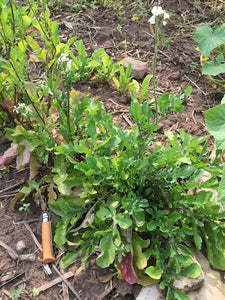 'Maltese' Arugula
