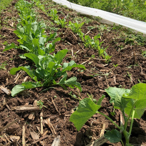 'Maltese' Arugula