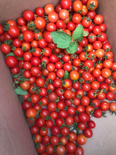 'Mexico Midget' Cherry Tomato
