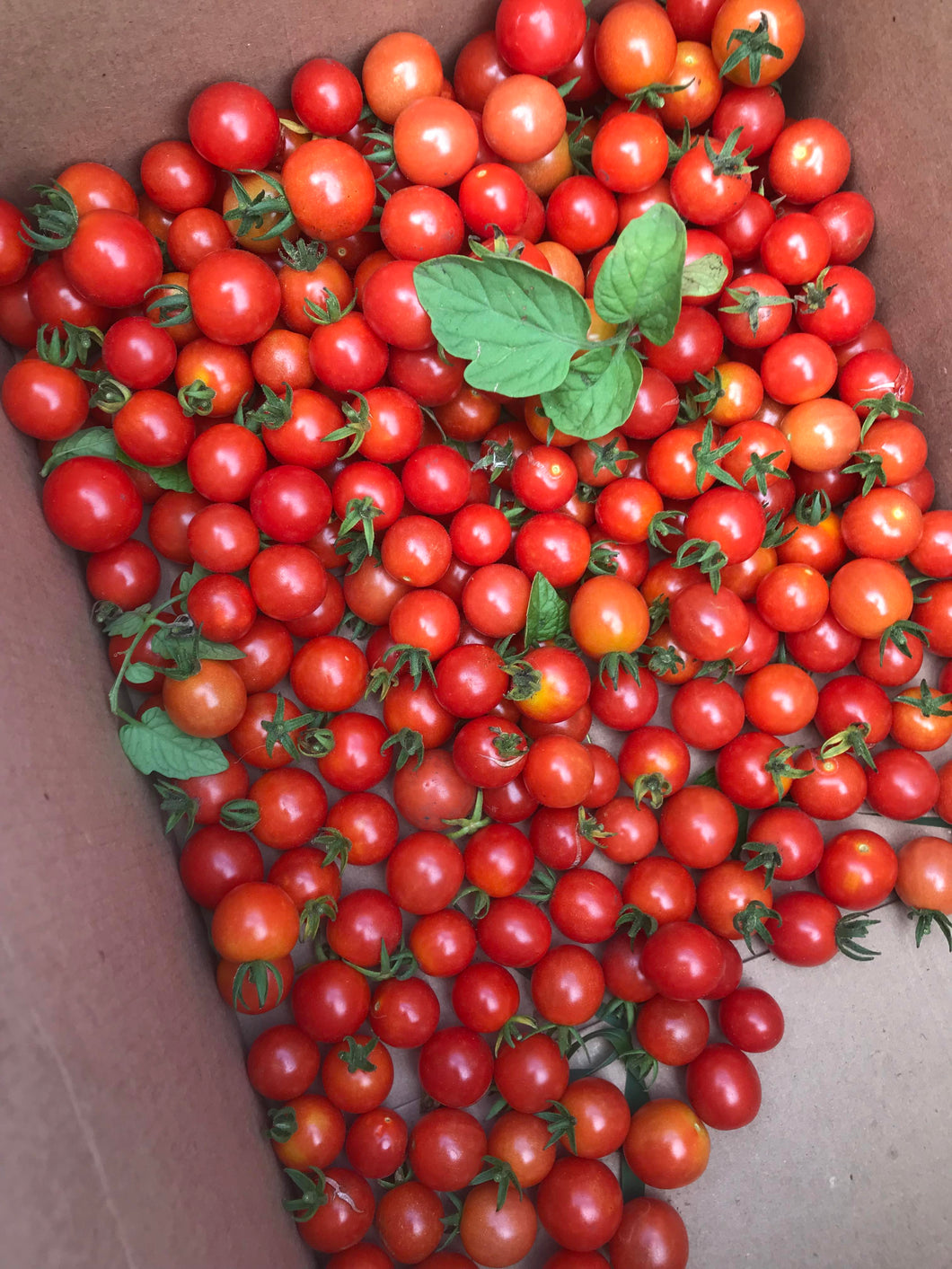 'Mexico Midget' Cherry Tomato