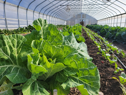 'Minnie Mizelle' Collards