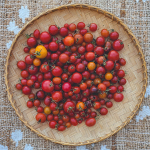 Mission Mountain II' Cherry/Saladette Tomato Grex – Experimental