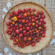 'Mission Mountain II' Cherry/Saladette Tomato Grex