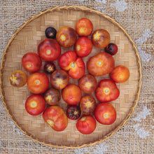 'Mission Mountain II' Cherry/Saladette Tomato Grex