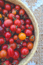 'Mission Mountain II' Cherry/Saladette Tomato Grex