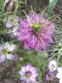 'Miss Jekyll Rose' Love-in-a-Mist