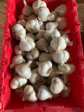 'Music' Hardneck Seed Garlic