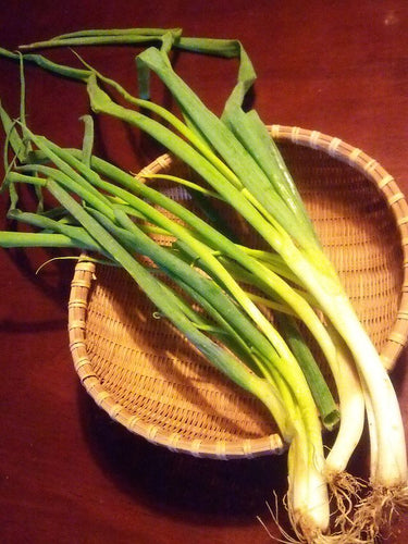 'Nebuka' Perennial Scallion