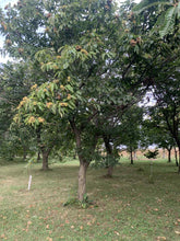 Red Fern Farm Selected Chestnut Seeds