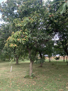 Red Fern Farm Selected Chestnut Seeds